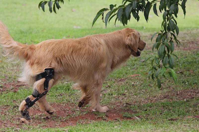 OrthoPets Veterinary Orthotics and Prosthetics Center
