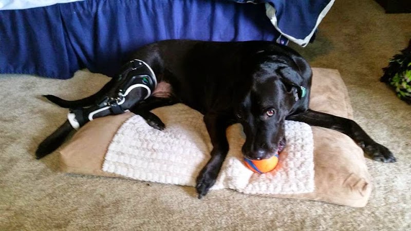 OrthoPets Veterinary Orthotics and Prosthetics Center