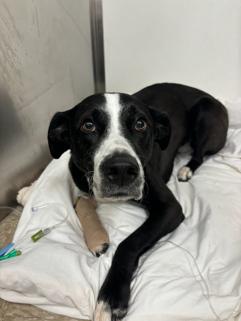 Boston West Veterinary Emergency & Specialty