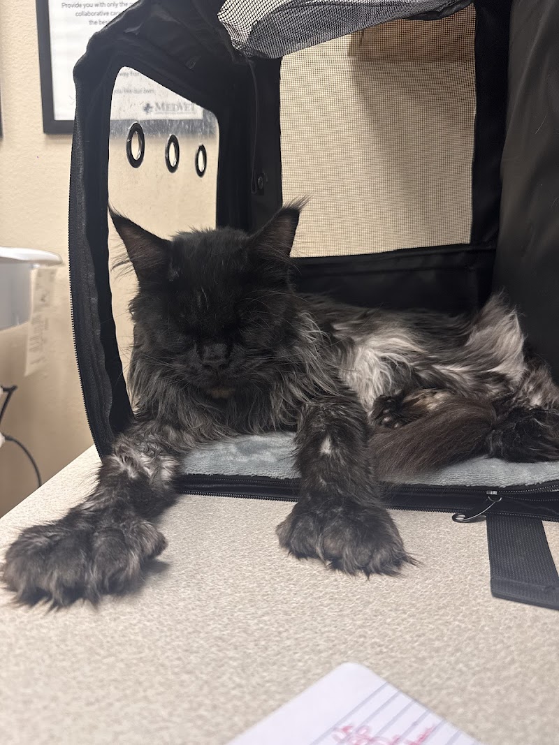 MedVet Grapevine