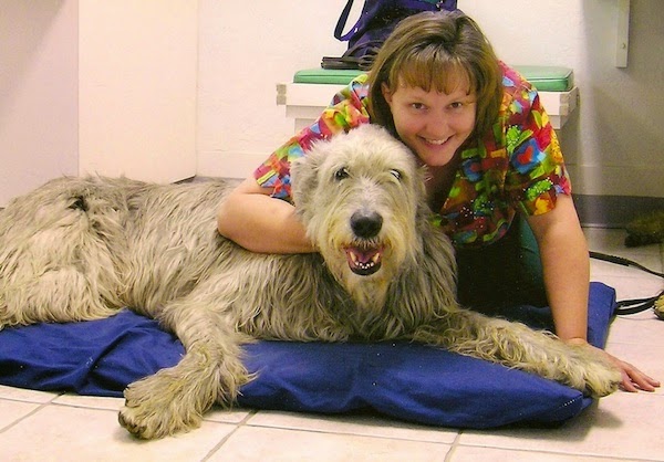 Healing Arts Animal Care - Beaverton