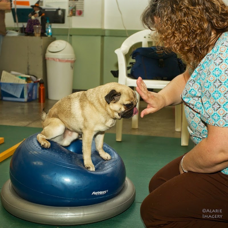 Healing Arts Animal Care