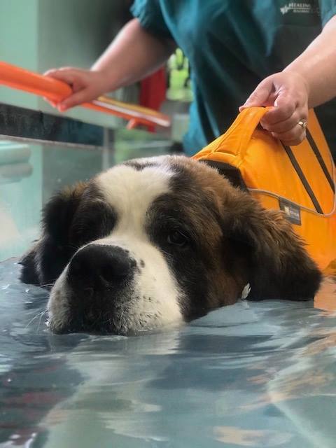 Healing Arts Animal Care