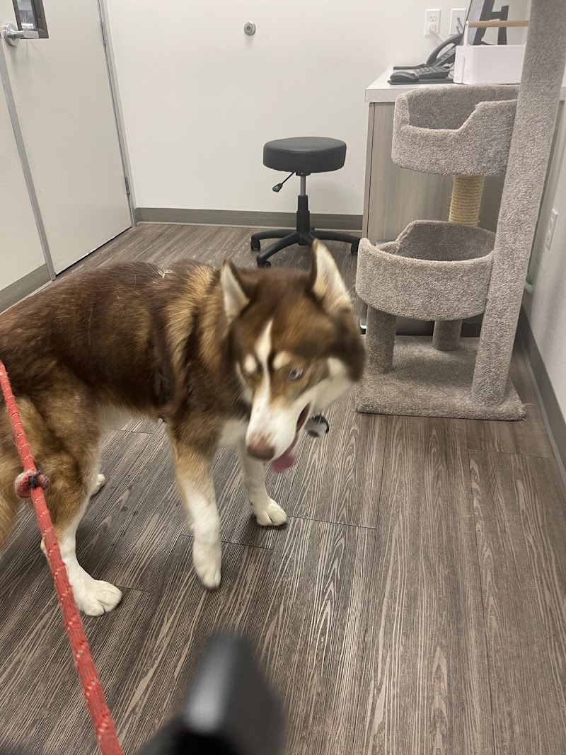 Del Norte Animal Hospital