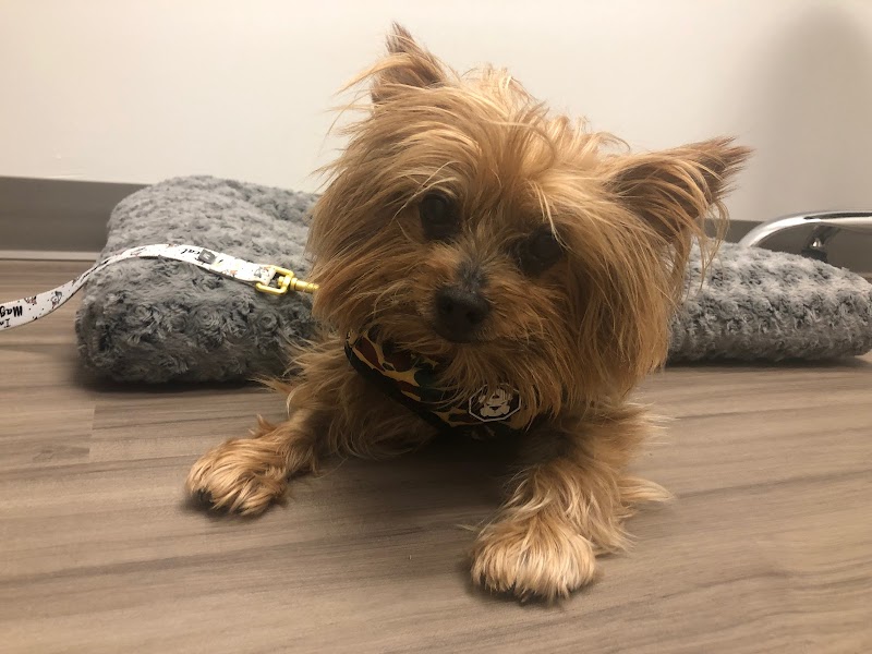 Del Norte Animal Hospital