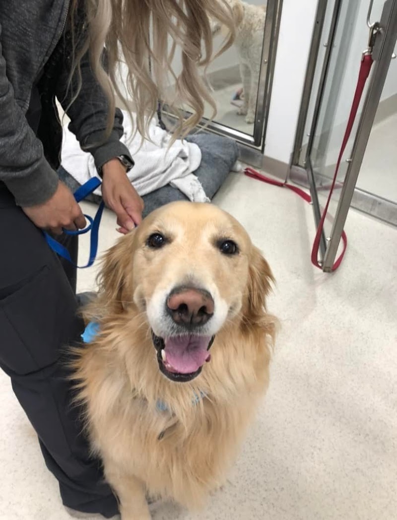 Del Norte Animal Hospital