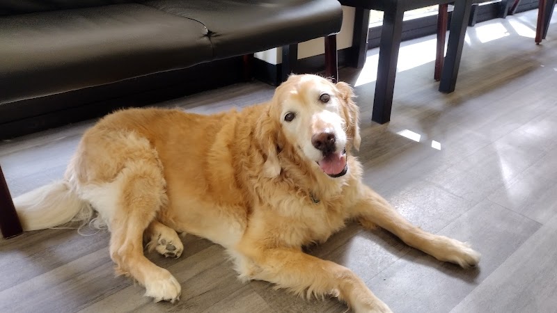 Carolina Veterinary Specialists Huntersville