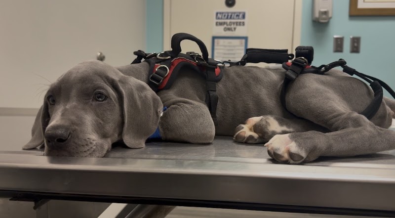 Carolina Veterinary Specialists Huntersville
