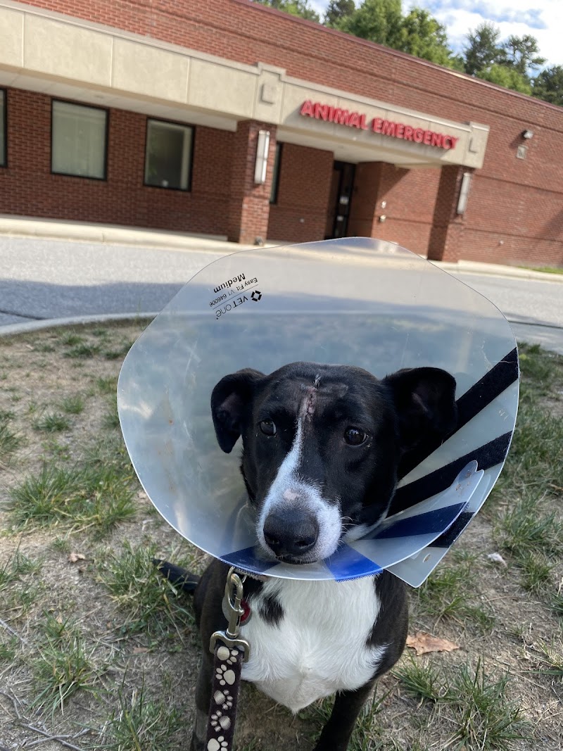 Carolina Veterinary Specialists Huntersville