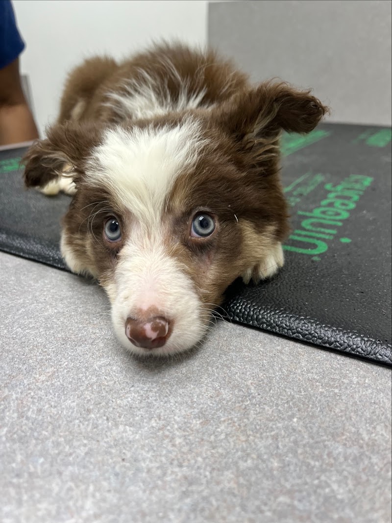 VCA Peachtree Animal Hospital