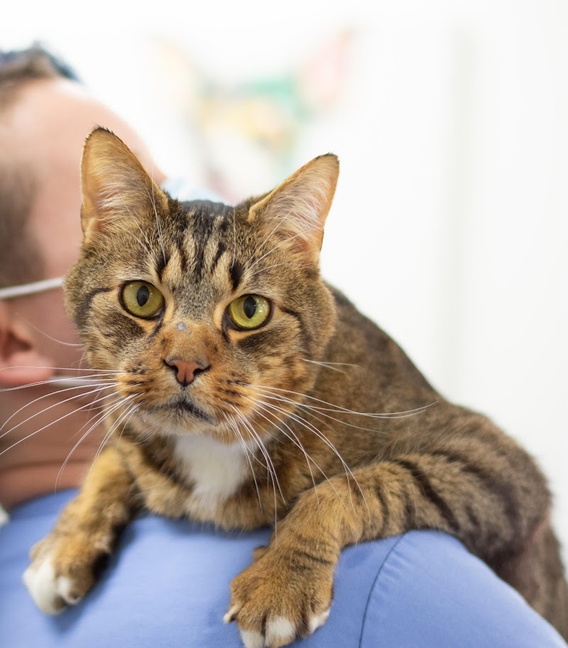 VCA Peachtree Animal Hospital
