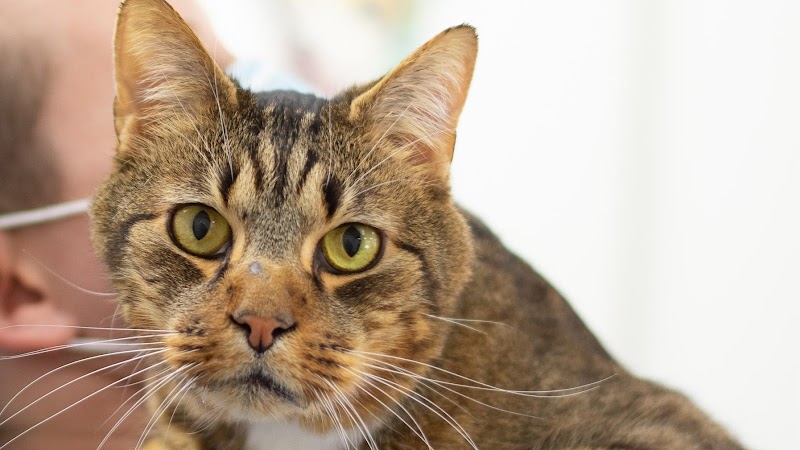 VCA Peachtree Animal Hospital