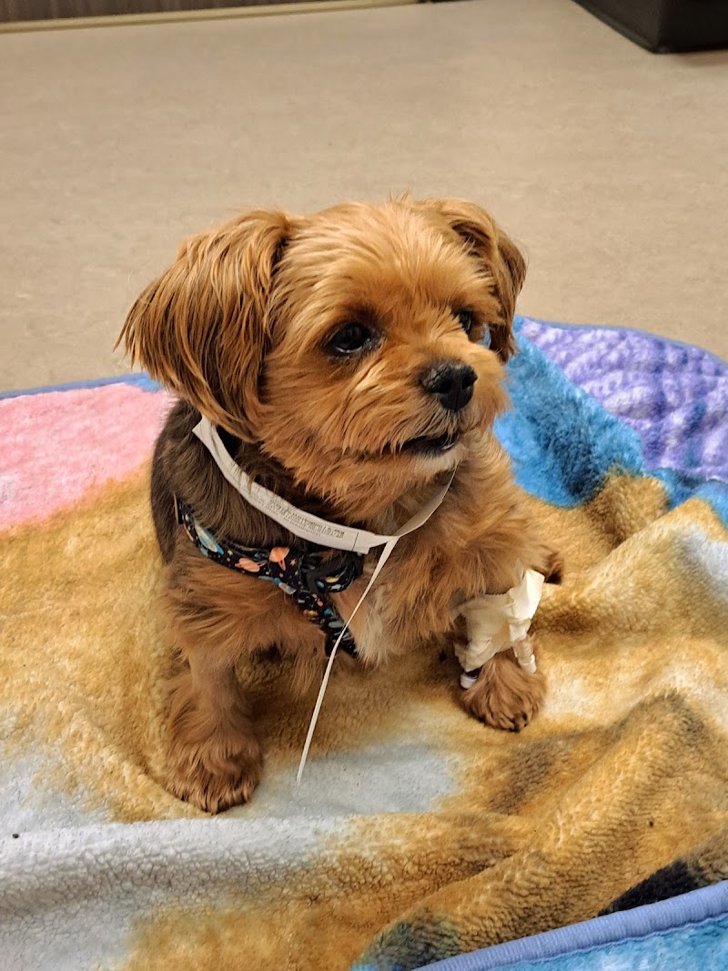 Upstate Veterinary Specialties