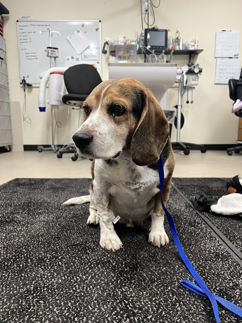 Upstate Veterinary Specialties