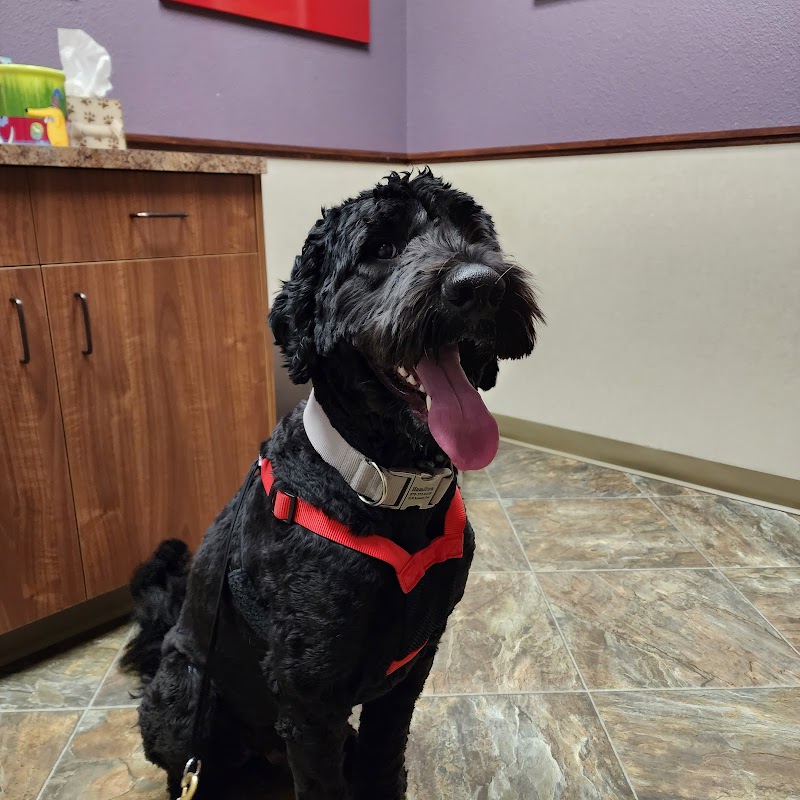 Pet Wellness Clinic LLC
