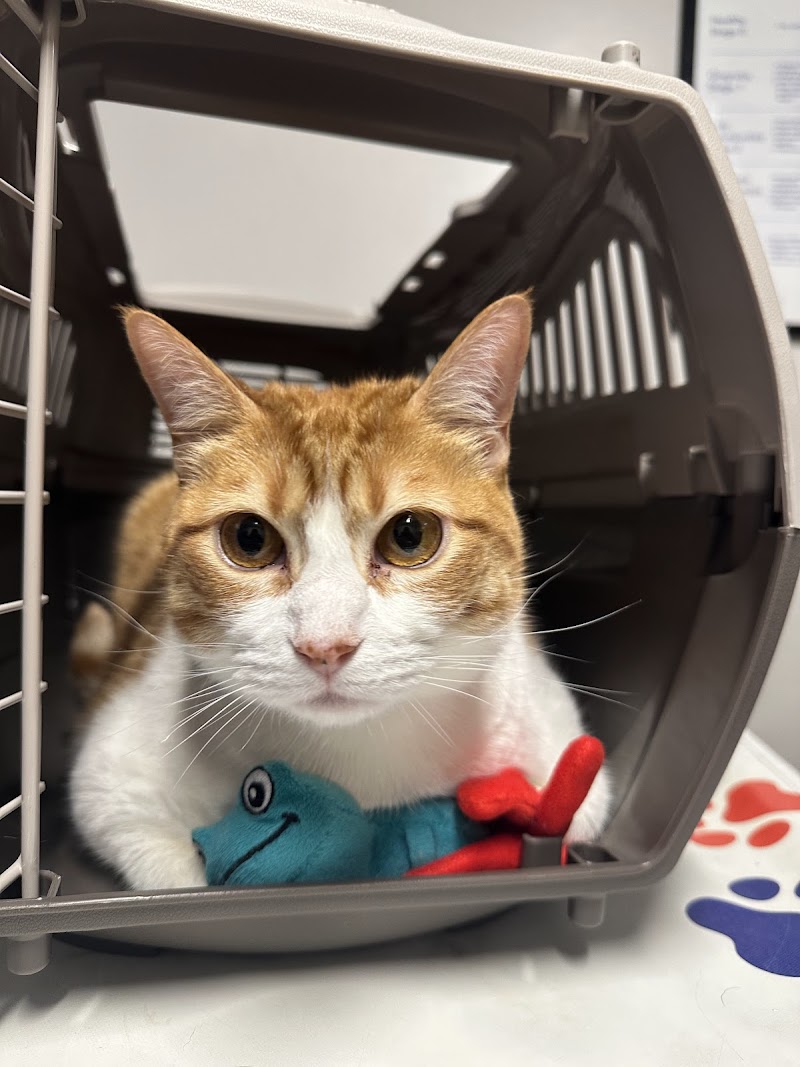 VCA Everett Animal Hospital