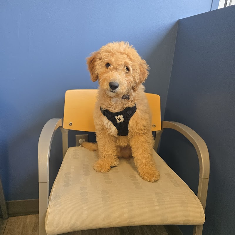 VCA Everett Animal Hospital