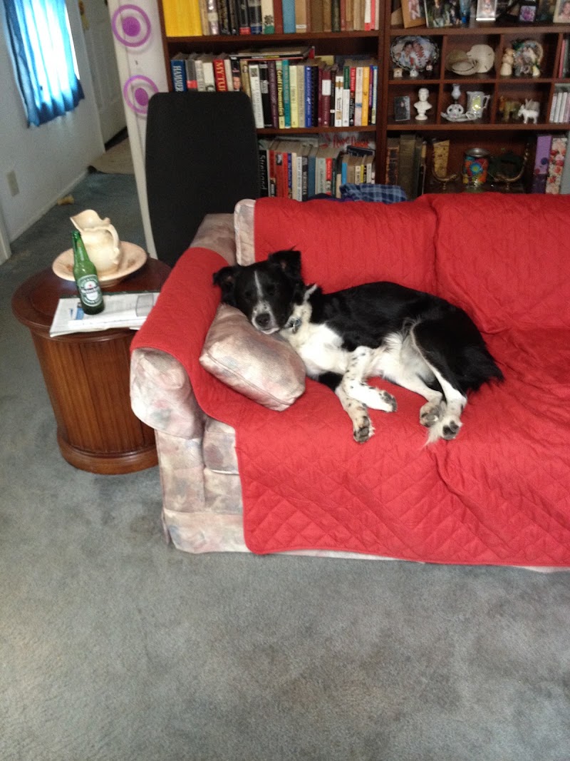 Animal Outpatient Surgery of San Diego and Blue Sky Veterinary Services, Inc.