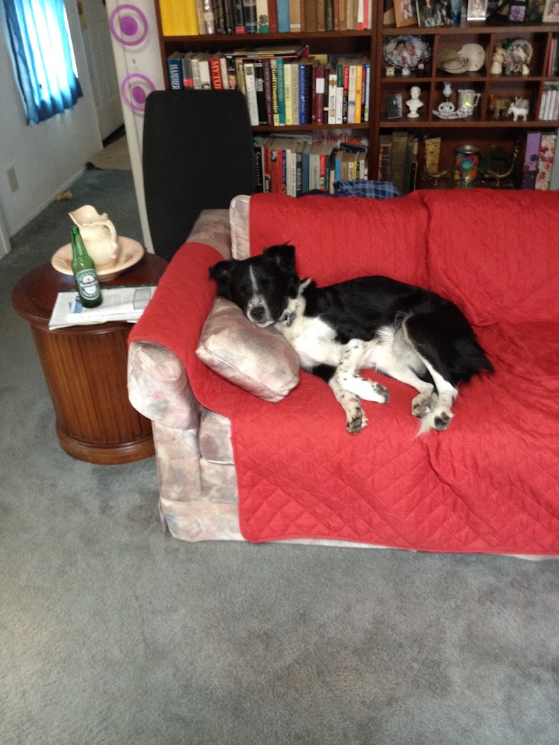 Animal Outpatient Surgery of San Diego and Blue Sky Veterinary Services, Inc.