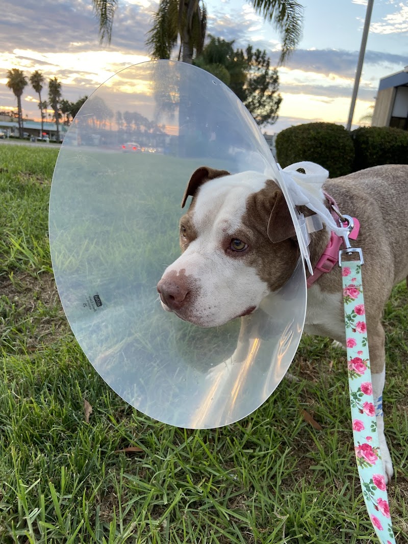 Animal Outpatient Surgery of San Diego and Blue Sky Veterinary Services, Inc.