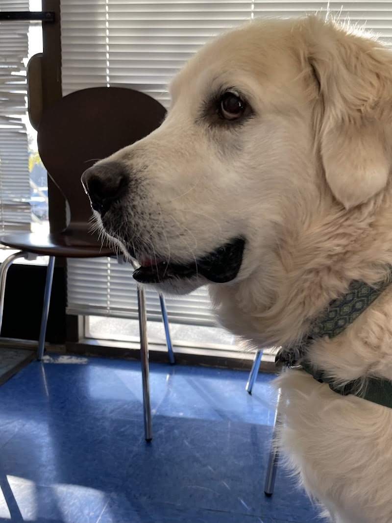 Animal Outpatient Surgery of San Diego and Blue Sky Veterinary Services, Inc.