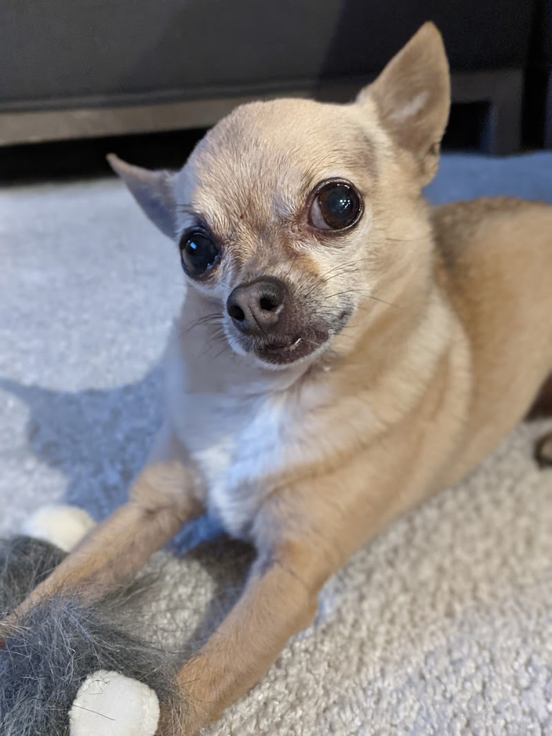 Veterinary Neurological Center