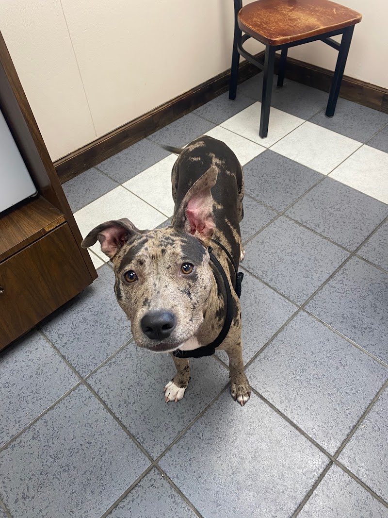 Chastain Veterinary Medical Group - Preston Road Animal Hospital
