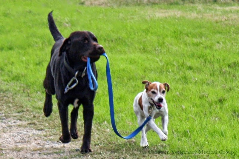 Chastain Veterinary Medical Group - Preston Road Animal Hospital