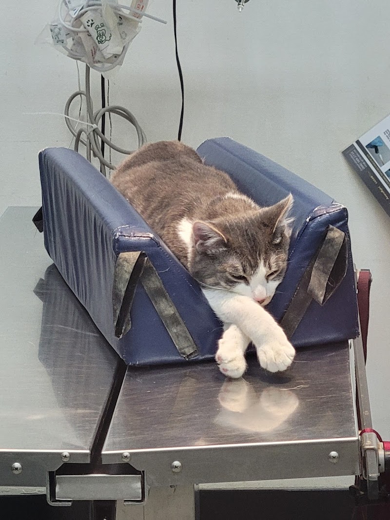 Chastain Veterinary Medical Group - Preston Road Animal Hospital