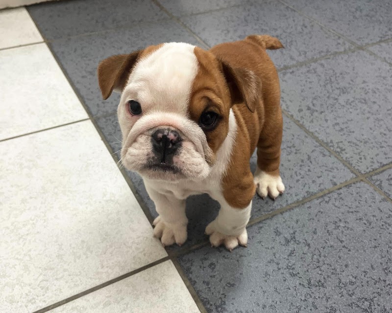 Chastain Veterinary Medical Group - Preston Road Animal Hospital