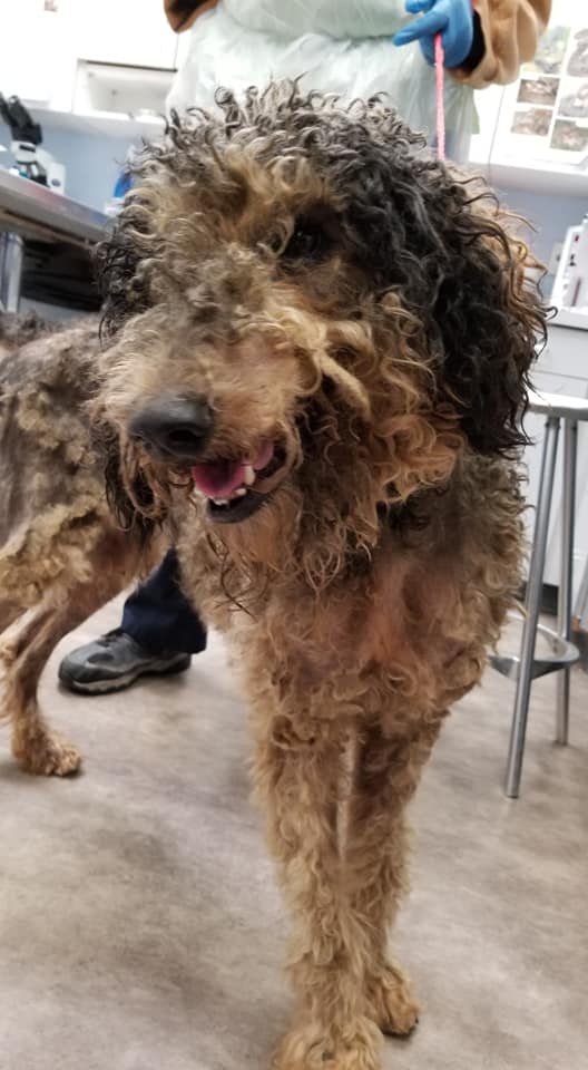 Chastain Veterinary Medical Group - Preston Road Animal Hospital