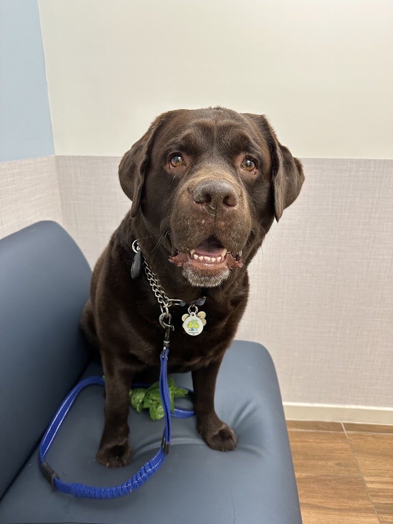 VCA Brickell Animal Hospital