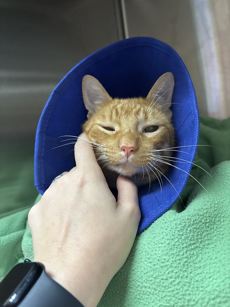 VCA Brickell Animal Hospital