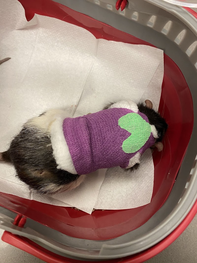 VIDA Veterinary Care - Denver