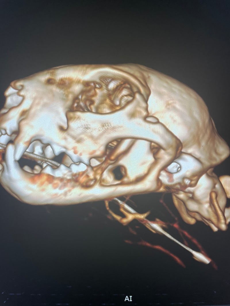 VetCTscan
