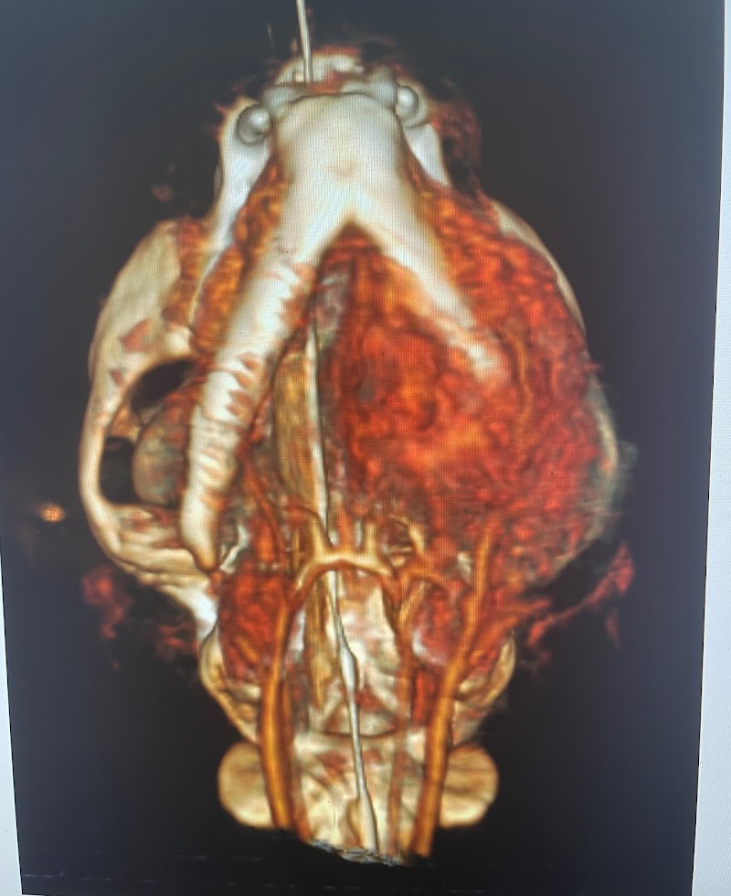 VetCTscan