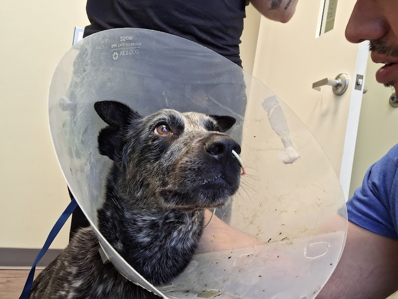 Metropolitan Animal Emergency and Specialty Center