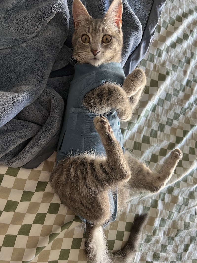 Metropolitan Animal Emergency and Specialty Center