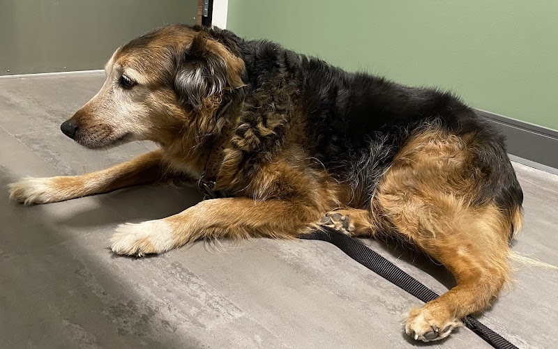 Bridgetown Veterinary Emergency + Referral