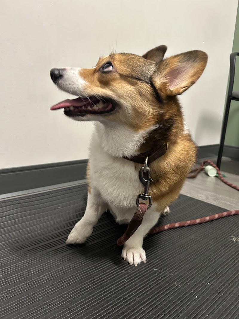 Bridgetown Veterinary Emergency + Referral