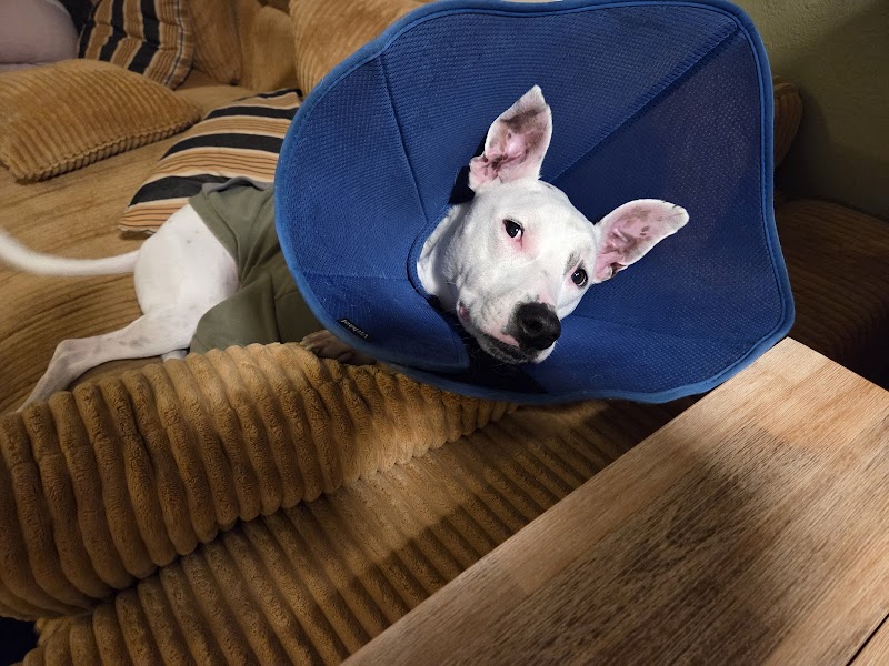 Bridgetown Veterinary Emergency + Referral