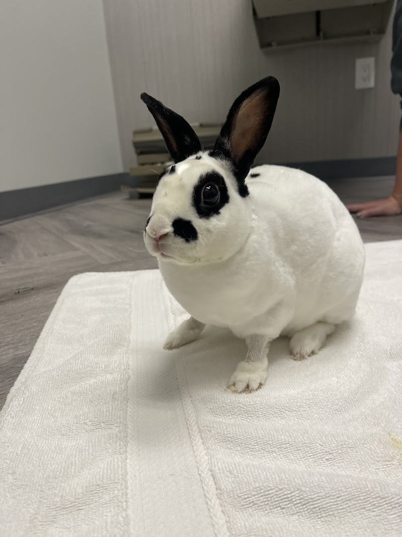 Avian & Exotic Philly Vet Medical Surgical Clinic