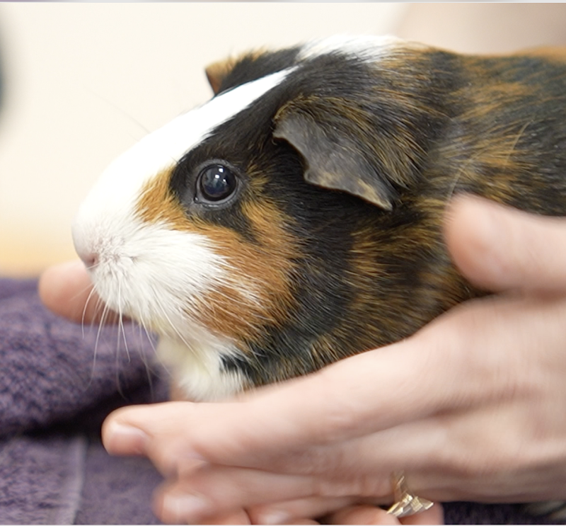 Avian & Exotic Philly Vet Medical Surgical Clinic