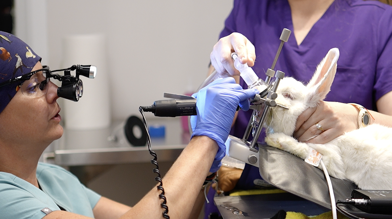 Avian & Exotic Philly Vet Medical Surgical Clinic