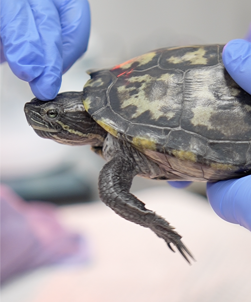 Avian & Exotic Philly Vet Medical Surgical Clinic