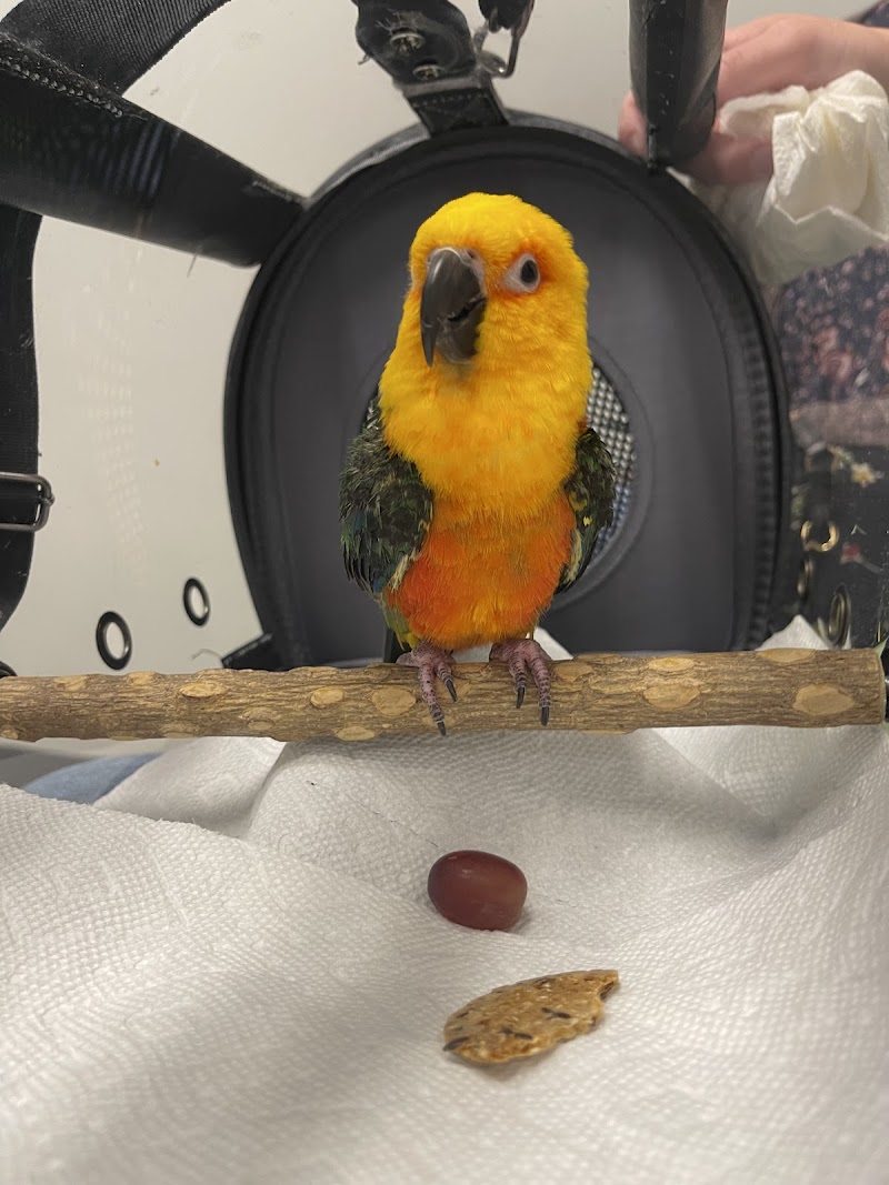 Avian & Exotic Philly Vet Medical Surgical Clinic