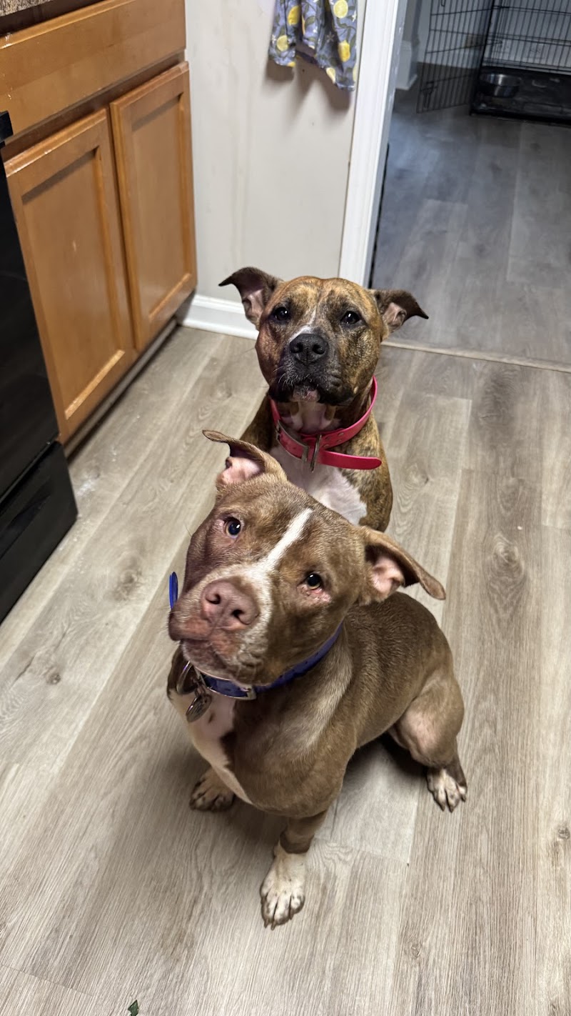 Auburn Animal Hospital