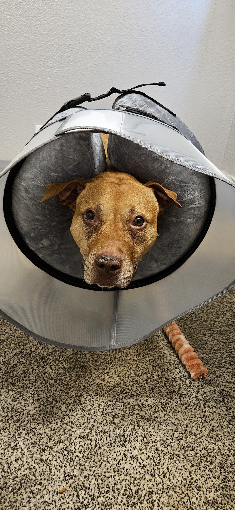 Animal Health Care Denver