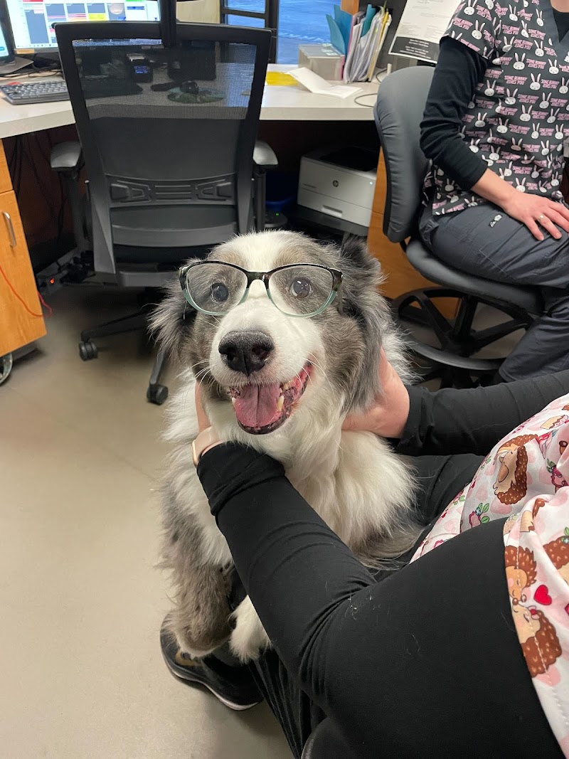 North Seattle Veterinary Clinic