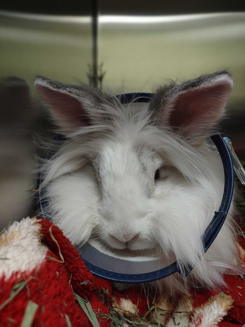 North Seattle Veterinary Clinic